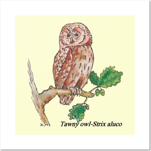 Tawny owl-Strix aluco-night bird Posters and Art